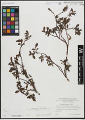 Foto von Salix alpina Scop.